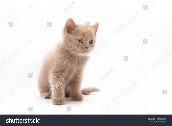 little kitten安卓版