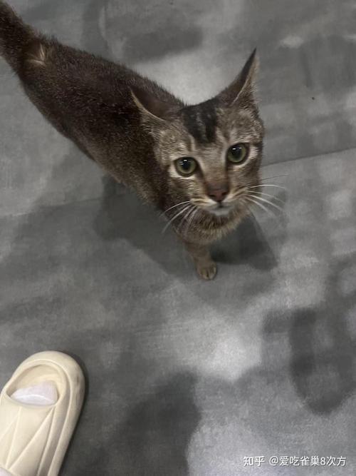 苹果手机打不开网页丢失网络连接