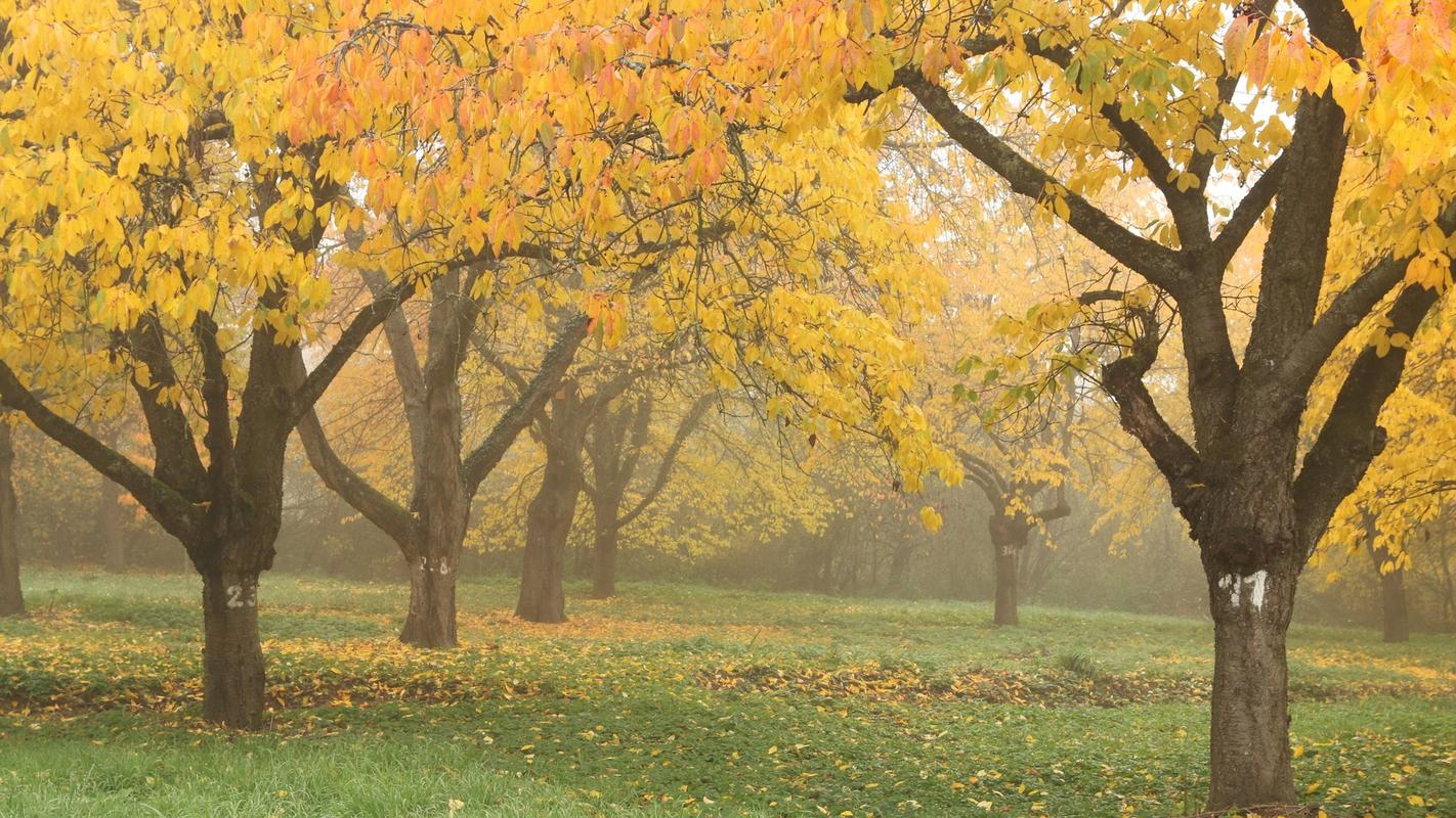 1920x1080电脑高清壁纸
