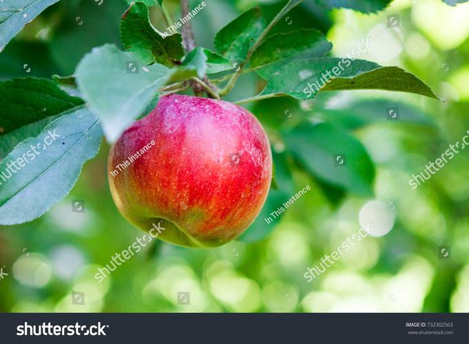 树上有苹果用in还是on