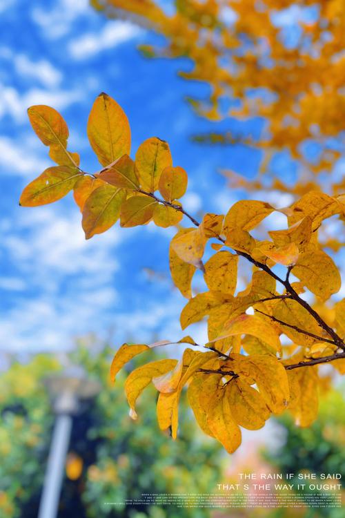 苹果手机哪款拍照效果最好