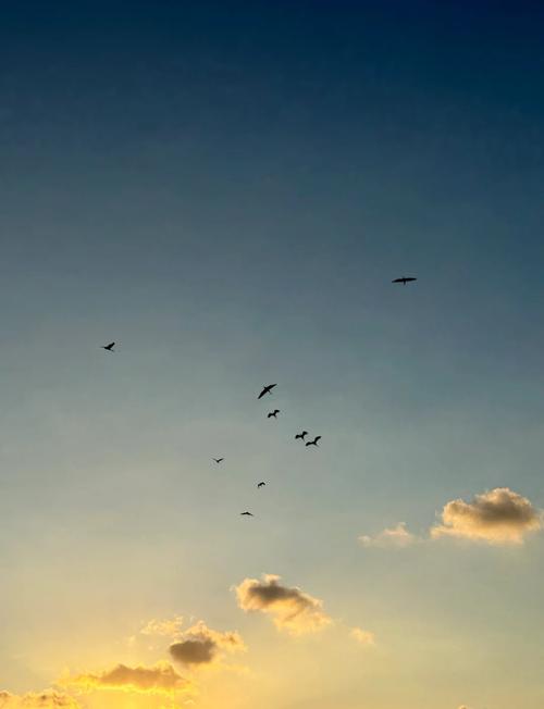 苹果手机哪款拍照效果最好