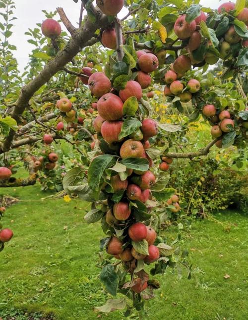 苹果和梨可以放在一起吗