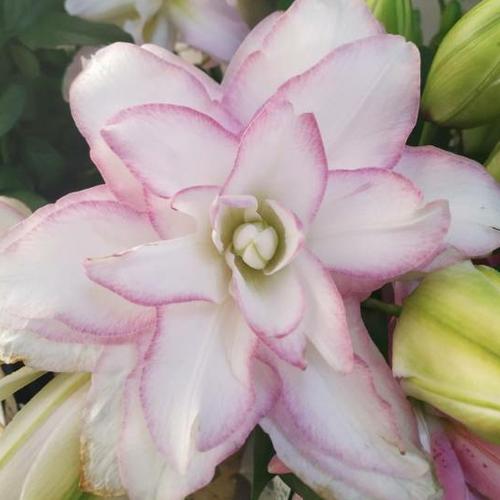 全民k歌刷鲜花器安卓版