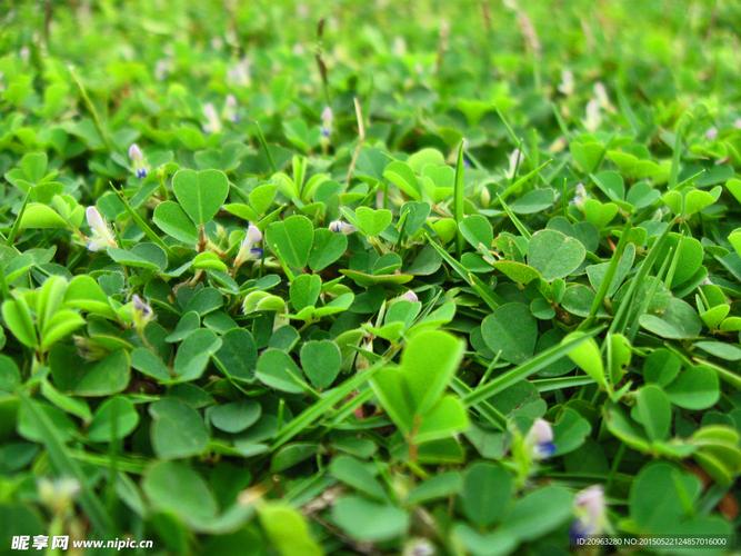 小草1024安卓客户端