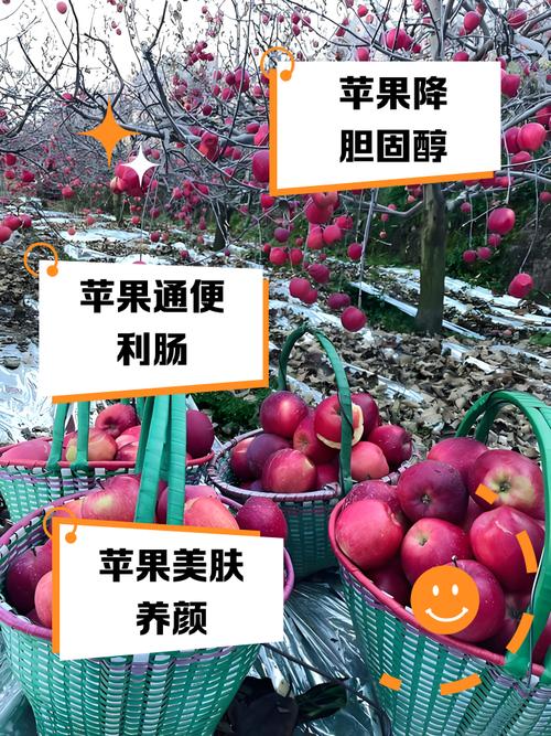 为什么国人喜欢用苹果