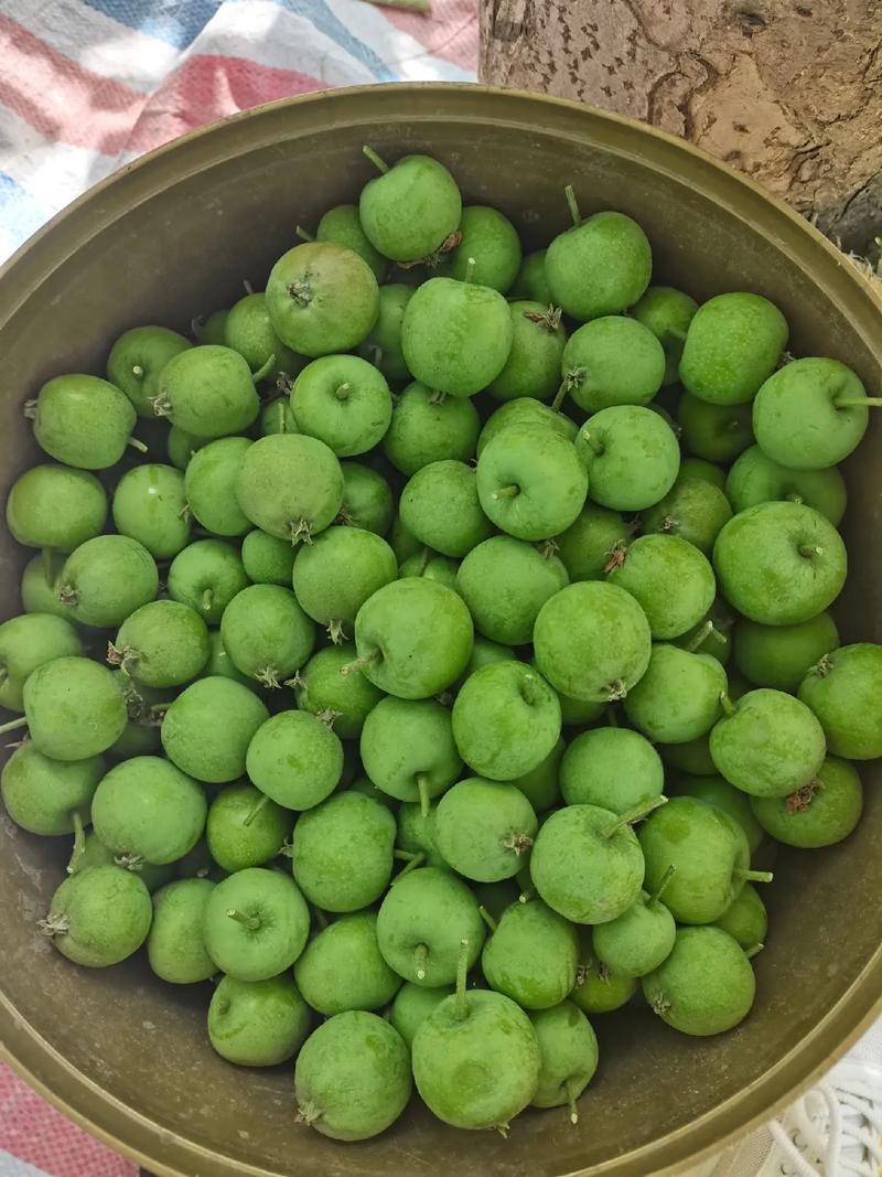 青苹果是没熟的苹果吗