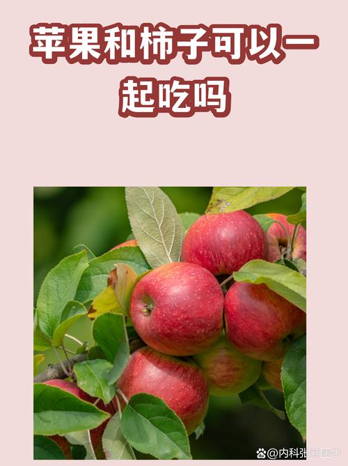 柿子可以和苹果同吃吗