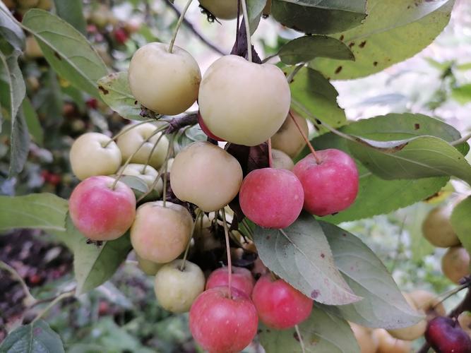 像小苹果的水果是什么