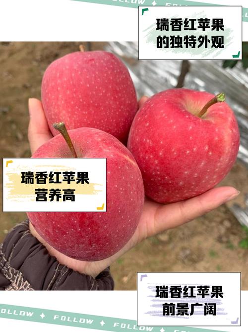 苹果怎么看是哪里产的